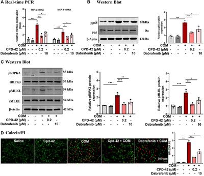 Frontiers Cpd 42 protects against calcium oxalate